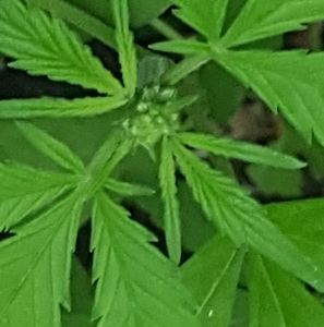 Meet your Posher, Julio